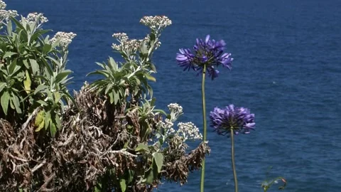 Madeira 스톡 동영상 142129876