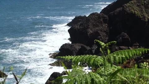 Madeira 스톡 동영상 142129880