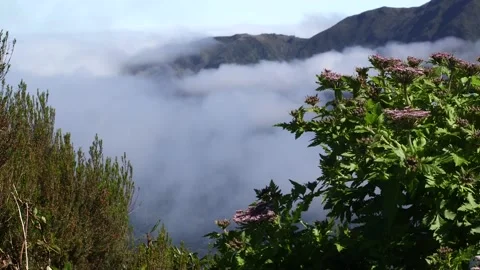 Madeira 스톡 동영상 142129933