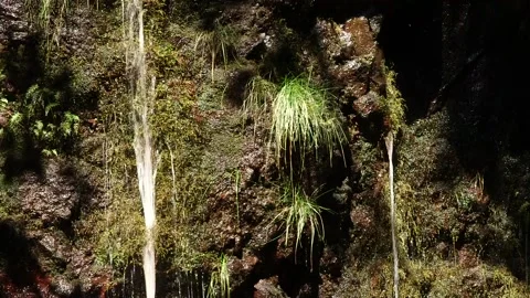 Madeira 스톡 동영상 142130109