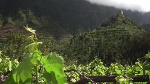 Madeira Stock Footage 142130167
