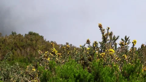 Madeira Stock Footage 142130207