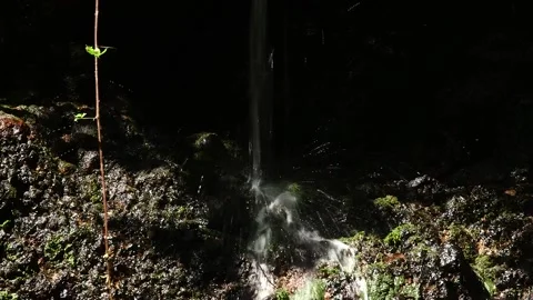 Madeira Stock Footage 142130290