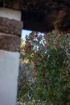Madeira garden wall frames deep pink blossoms in soft daylight Stock Photos