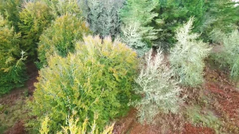 Madeira Island forest Stock Footage 143031242