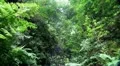 Madeira Jungle 20110429 145145 HD Footage