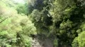 Madeira rainforest 20110426 134443 HD Footage