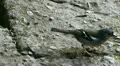 Madeira Sparrow 20110426 163109a HD Footage