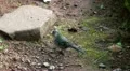 Madeira Sparrow 20110426 163417 HD Footage