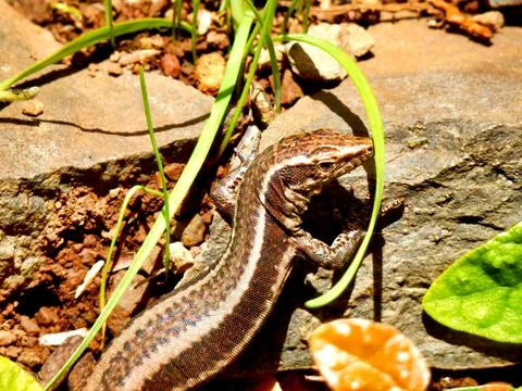 Madeira wall lizard Stock Photos