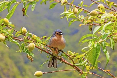 Madeiran chaffinch Stock Photos
