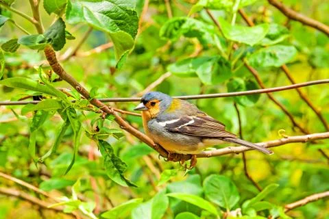 Madeiran chaffinch Stock Photos