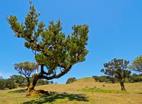 Madeiran Fanal Stock Photos