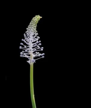 Madeiran Squill bud Stock Photos