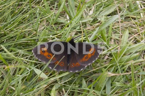 MADESIMO, ITALY - AUG 18 2014: Black and orange butterfly on the grass in Mad Stock Photos