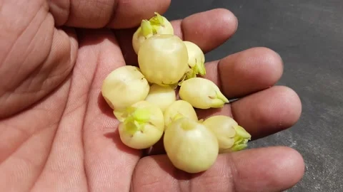 Madhuca Longifolia flower. Video stock 237604977