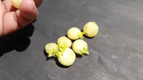 Madhuca Longifolia flower. Video stock 237605090