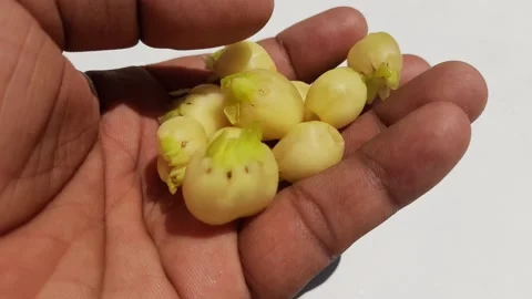 Madhuca Longifolia flower. 库存影片 237605350