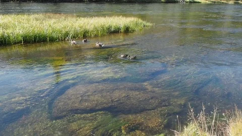 Madison River Video stock 115787083