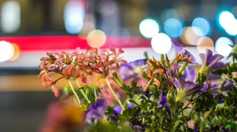 Madison Square Flowers 库存影片 61971636