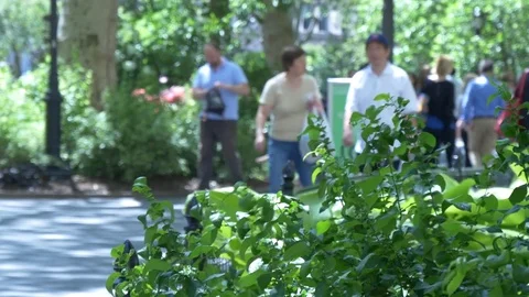 Madison Square Park in NYC Stock Footage 84074549