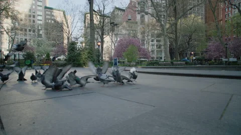 Madison Square Park Pigeons Stock Footage 130871017