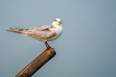 Maditerranean Gull Stock Photos