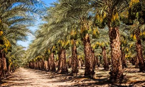 Madjool Date Orchard Stock Photos