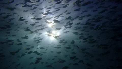 Mado school fish backlight Video stock 229752790