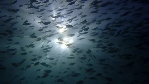 Mado school fish backlight Stock Footage 229753159