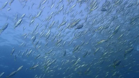 Mado school fish Stock Footage 229749796