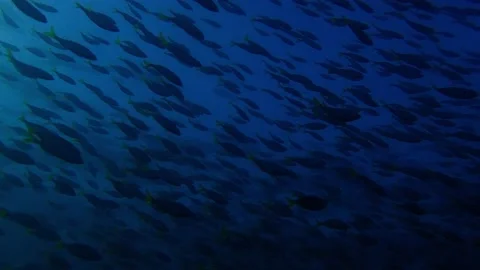 Mado school fish Stock Footage 229750875