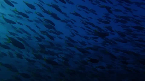 Mado school fish Video stock 229751223