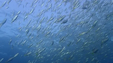 Mado school fish Stock Footage 229753181