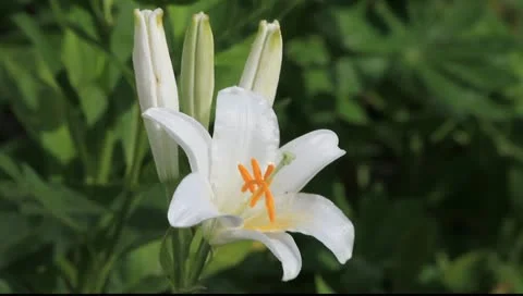 Madonna lily Stock Footage 11307810