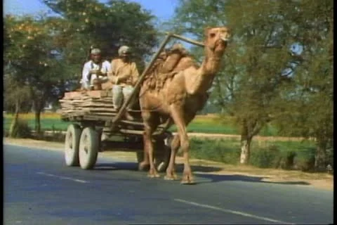 MADRAS, INDIA, 1982, A Camel pulling a cart in India Stock Footage 10846145