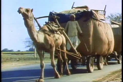 MADRAS, INDIA, 1982, A Camel pulling a cart in India Stock Footage 10846148