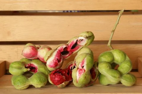 Madras thorn Foto stock
