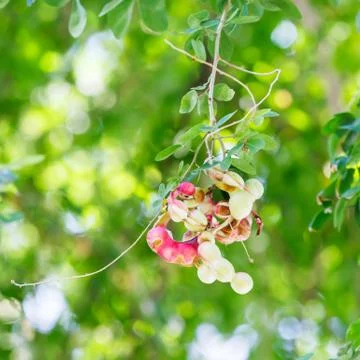 Madras Thorn Stock Photos