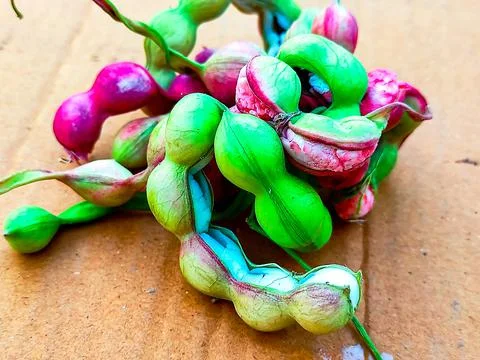 Madras thorn Stock Photos