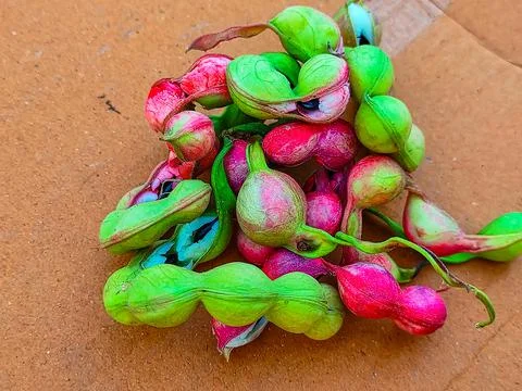 Madras thorn Stock Photos