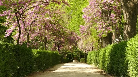 Madrid Park Retiro Parque de el Retiro cheery blossom tree lane Spain Europe 스톡 동영상 76235424