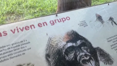 Madrid Zoo marks World Gorilla Day, Madrid, ES - 24 Sep 2025 Stock Footage 317677113