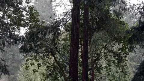 Madrona tree with snow falling around it in winter Stock Footage 104933943