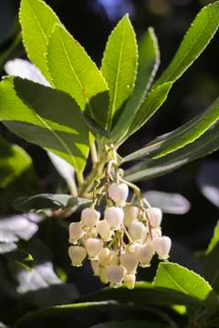 Madrone flowers Stock Photos