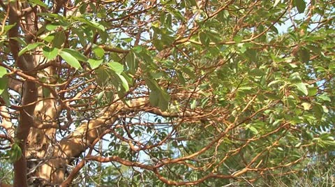 Madrone Tree  Branches Leaves and Sunlight Stock Footage 8984178
