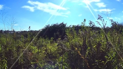 Maedow timelapse pan Stock Footage 45302892