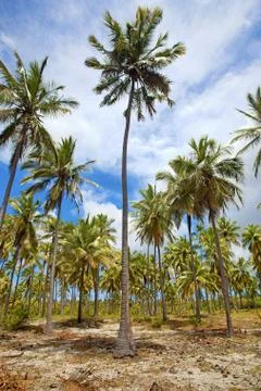 Mafia Island Stock Photos