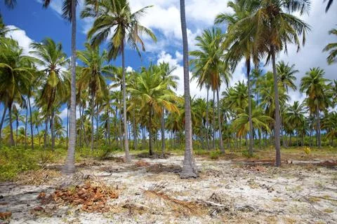 Mafia Island Stock Photos