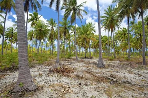 Mafia Island Stock Photos